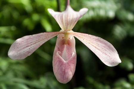 Paphiopedilum orchid photographed in April 2012 in Frankfurt, Main, Germanyの写真素材