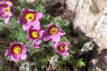 Pasque flower in spring, photographed in March 2013, near Frankfurt am Main, Germany