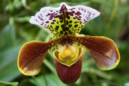 Paphiopedilum orchid photographed in March 2014 in Frankfurt, Main, Germanyの写真素材