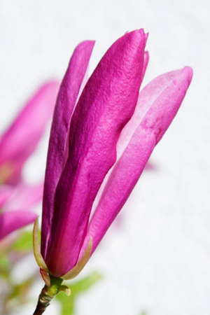 Magnolias bloom in spring, photographed in March 2016, near Frankfurt am Main, Germanyの写真素材