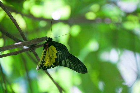Butterfly Malaysia;photographed in October 2017