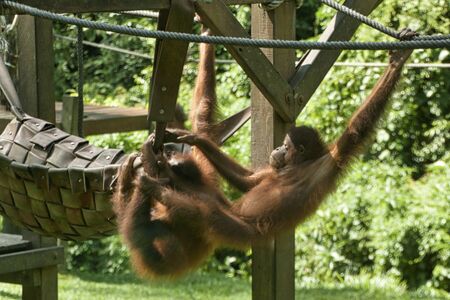 Orang Utan (Pongo pygmaeus) - photographed in Borneo near Sandakanの写真素材