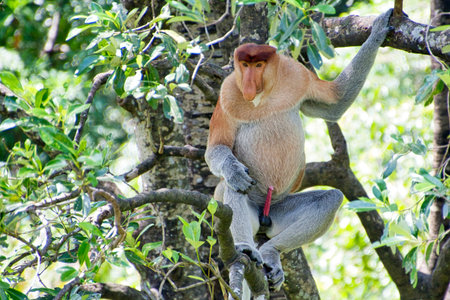 Nose-Monkey (Nasalis larvatus) - photographed in Borneo near Sandakan