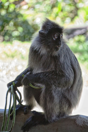 Black and white Surili monkey (Presbytis) - photographed in Borneo near Sandakan