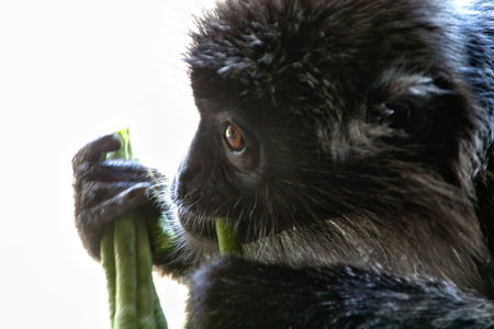 Black and white Surili monkey (Presbytis) - photographed in Borneo near Sandakan