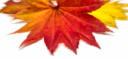 Colored leaf in autumn