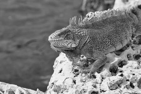 Green island iguana - photographed in October in Curacaoの写真素材