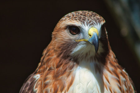 Ferruginous hawk (Buteo regalis), largest and heaviest hawkの写真素材