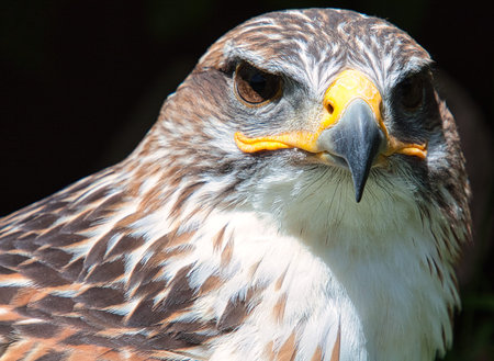 Ferruginous hawk (Buteo regalis), largest and heaviest hawk