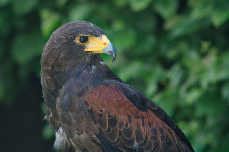 Breast portrait of black and brown eagle, photographed near Frankfurt