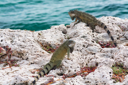 Green island iguana - photographed in October in Curacaoの写真素材