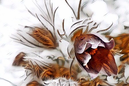 Pasque flower in spring, graphically edited