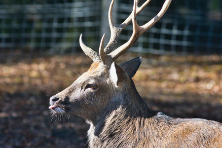 Deer in autumn photographed in October