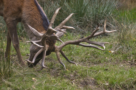 Deer in autumn photographed in Octoberの写真素材
