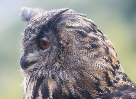 Eurasian eagle-owl (Bubo bubo) photographed in South Tyrol in September