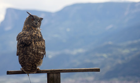 Eurasian eagle-owl (Bubo bubo) photographed in South Tyrol in Septemberの写真素材