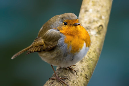 A robin songbird looking for food in winter.の写真素材