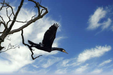 A great black cormorant sitting on a tree at the MÃ¶nchbruch natural reserve next to Frankfurt,...