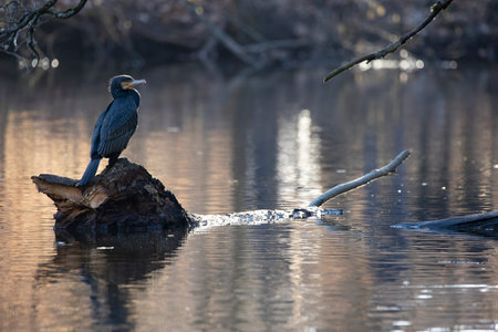 A great black cormorant sitting on a tree in a pond called Jacobiweiher next to Frankfurt, Germany...