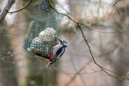 A spotted woodpecker at a feeding place at the MÃ¶nchbruch natural reserve in...