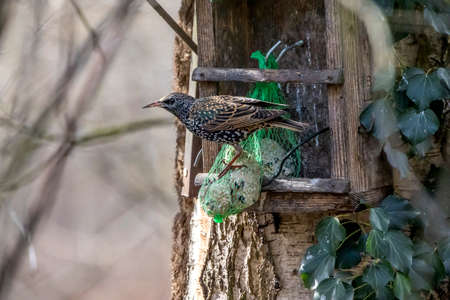 A starling at a feeding place in the natural reserve called MÃ¶nchbruch in Hesse, Germany.の写真素材