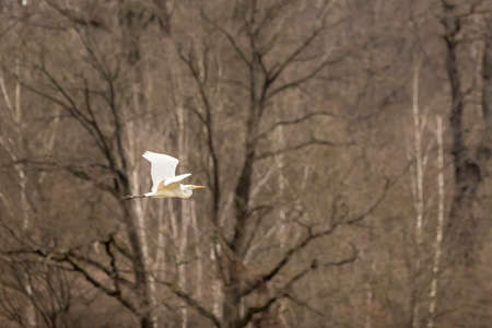 Great egret flying over a wet meadow at a little pond called MÃ¶nchbruchweiher in the MÃ¶nchbruch natural reserve next to Frankfurt in Hesse, Germany at a cloudy day in spring.の写真素材