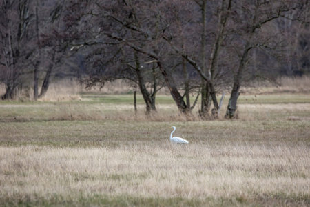 A great egret standing on a wet meadow at a little pond called MÃ¶nchbruchweiher in the MÃ¶nchbruch natural reserve next to Frankfurt in Hesse, Germany at a cloudy day in spring.の写真素材