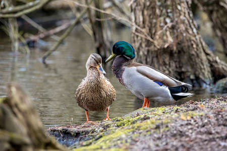 Mallard ducks on an icy pond in MÃ¶nchbruch, Hesse Germany at a cold day in winterの写真素材