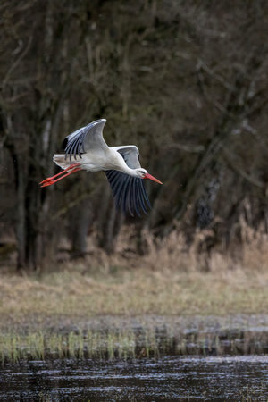 Stork flying over a wet meadow at a little pond called MÃ¶nchbruchweiher in the MÃ¶nchbruch...