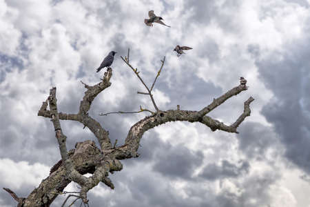 A black raven and some starlings on an old tree at a cloudy and windy day in spring.の写真素材