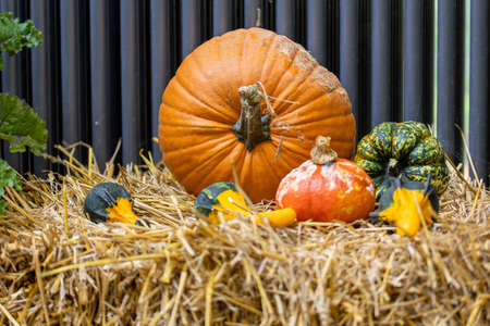 Pumpkins outside in a public park short before Halloween at a sunny day in fall.の写真素材