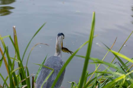 A common gray heron at a little pond with a fish.の写真素材