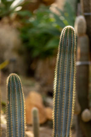 Beautiful cactus in a public park in Frankfurt, Hesse in Germany.の写真素材