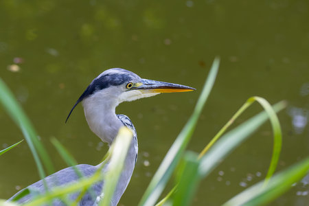 A common gray heron at a little pond.の写真素材