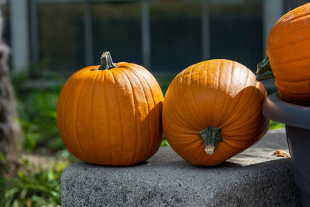 Pumpkins outside in a public park short before Halloween at a sunny day in fall.の写真素材