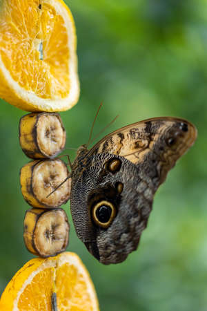 A beautiful butterfly in a tree.の写真素材