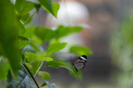 A beautiful butterfly in a tree.の写真素材