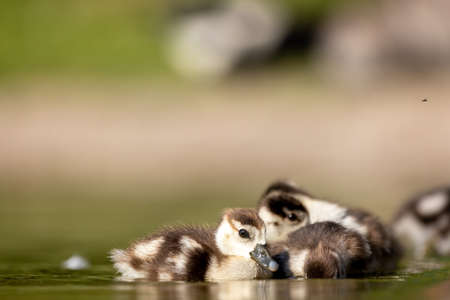 An Egyptian goose family swimming in a little pond in Cologne, Germany at a sunny day in summer.の写真素材