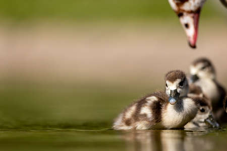 An Egyptian goose family swimming in a little pond in Cologne, Germany at a sunny day in summer.の写真素材