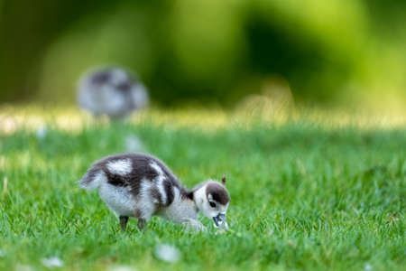 Cute Egyptian goose chicks walking on a meadow at the so called Kalscheurer Weiher, a pond in Cologne, Germany at a sunny day in summer.の写真素材