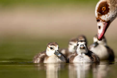 An Egyptian goose family swimming in a little pond in Cologne, Germany at a sunny day in summer.の写真素材
