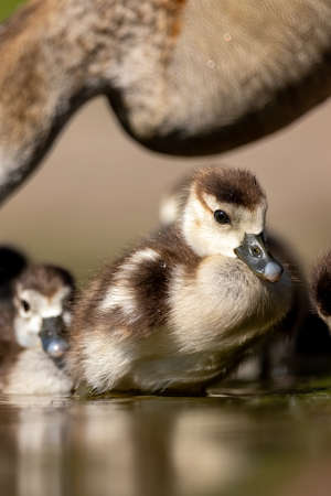An Egyptian goose family swimming in a little pond in Cologne, Germany at a sunny day in summer.の写真素材