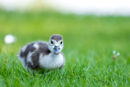 Cute Egyptian goose chicks walking on a meadow at the so called Kalscheurer Weiher, a pond in Cologne, Germany at a sunny day in summer.の写真素材