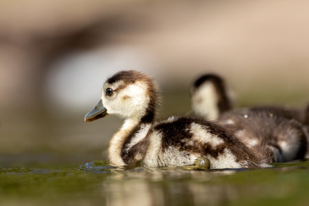 An Egyptian goose family swimming in a little pond in Cologne, Germany at a sunny day in summer.の写真素材