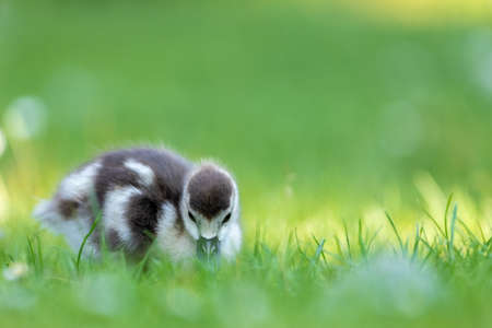 Cute Egyptian goose chicks walking on a meadow at the so called Kalscheurer Weiher, a pond in Cologne, Germany at a sunny day in summer.の写真素材