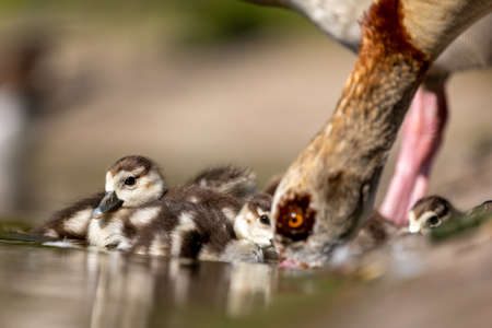 An Egyptian goose family swimming in a little pond in Cologne, Germany at a sunny day in summer.の写真素材