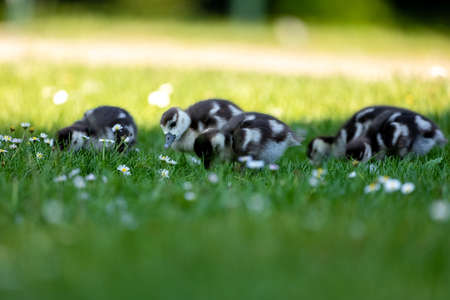 Cute Egyptian goose chicks walking on a meadow at the so called Kalscheurer Weiher, a pond in Cologne, Germany at a sunny day in summer.の写真素材