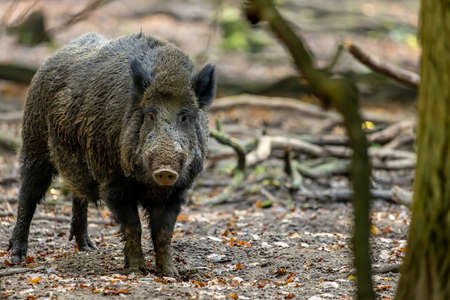 A wild boar walking through a forest in Hesse, Germany at a sunny day in autumn.の写真素材