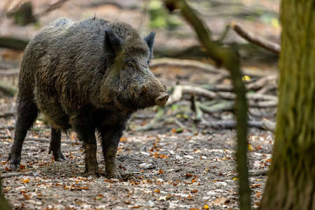 A wild boar walking through a forest in Hesse, Germany at a sunny day in autumn.の写真素材