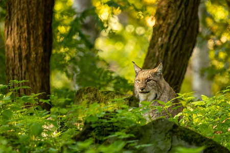 A beautiful lynx hiding in a forest in a natural reserve in Germany at a sunny day in autumn.の写真素材
